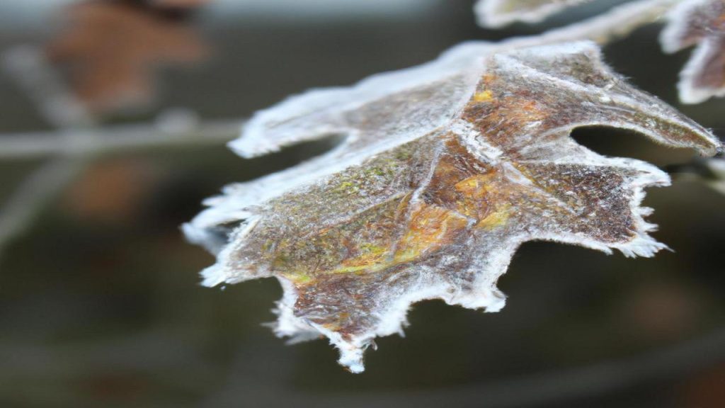 Jak powstaje szadź i rosa?